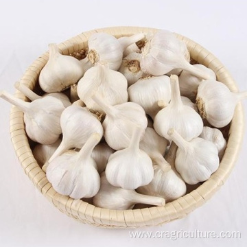 5cm Fresh Normal White Garlic Price